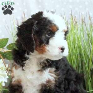 Jenna, Mini Bernedoodle Puppy