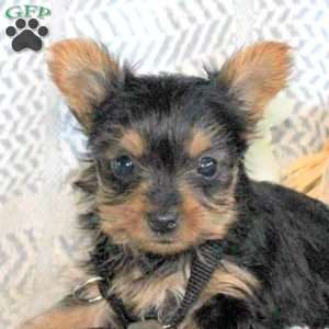 Jenna, Yorkie Puppy