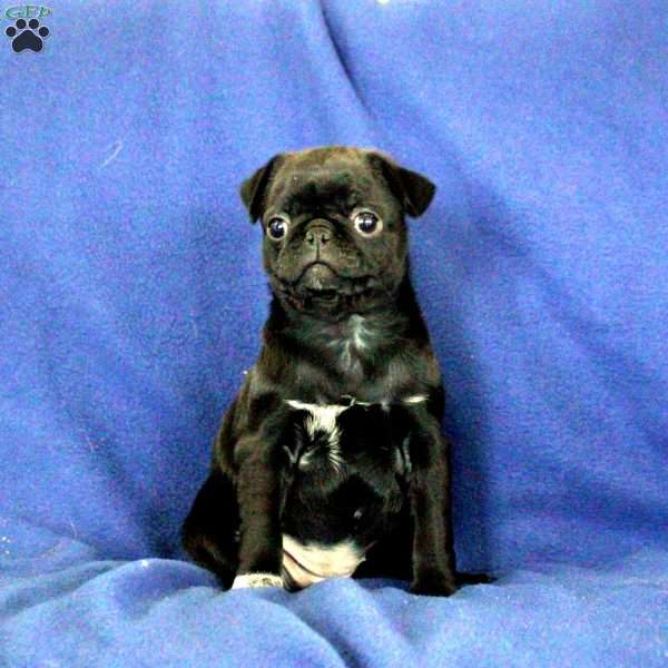 Jenny, Pug Puppy