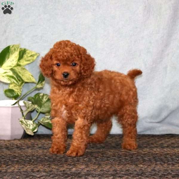 Jenny, Cavapoo Puppy