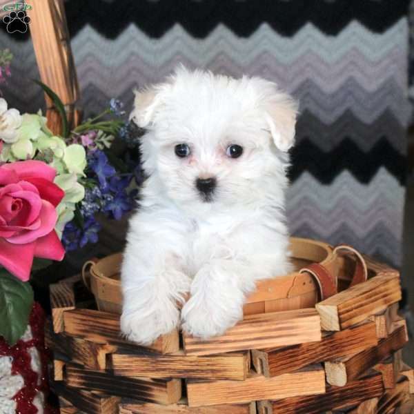 Jerell, Maltese Puppy
