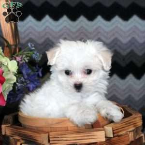 Jerell, Maltese Puppy