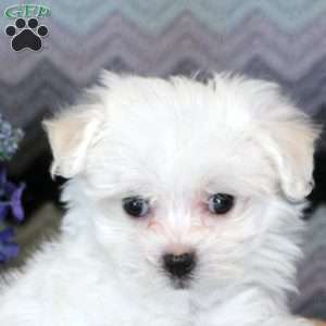 Jerell, Maltese Puppy