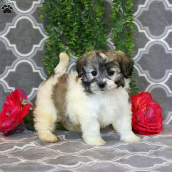 Jerry, Teddy Bear Puppy