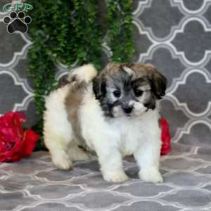 Jerry, Teddy Bear Puppy