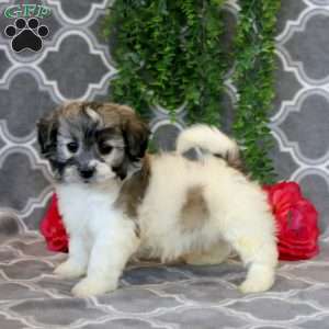 Jerry, Teddy Bear Puppy