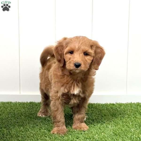 Jersey, Mini Goldendoodle Puppy
