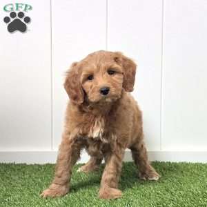 Jersey, Mini Goldendoodle Puppy