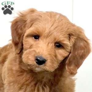 Jersey, Mini Goldendoodle Puppy