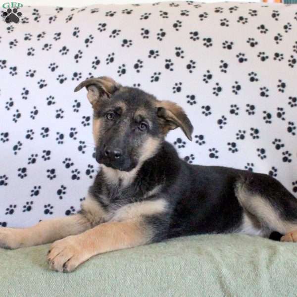 Jessica, German Shepherd Puppy