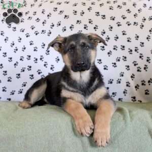 Jessica, German Shepherd Puppy