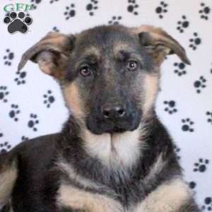 Jessica, German Shepherd Puppy