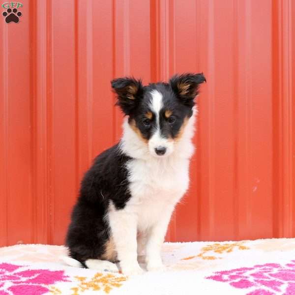 Jessie, Sheltie Puppy