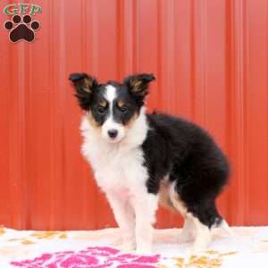 Jessie, Sheltie Puppy