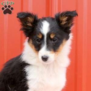 Jessie, Sheltie Puppy