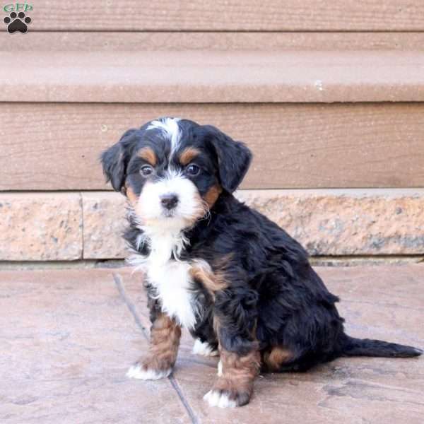 Jester, Mini Bernedoodle Puppy