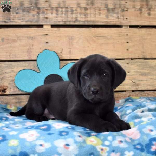 Jet, Golden Labrador Puppy