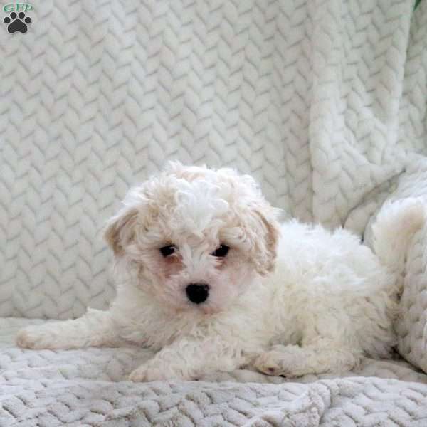 Jett, Bich-Poo Puppy