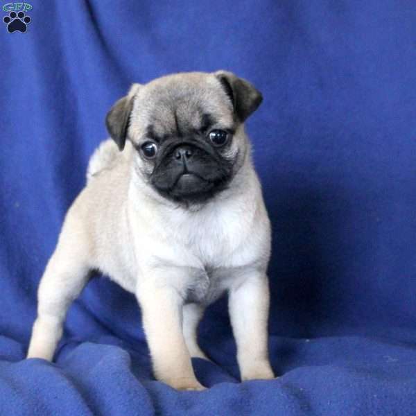 Jewel, Pug Puppy