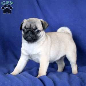 Jewel, Pug Puppy