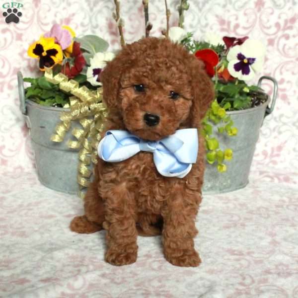 Jiffy, Bich-Poo Puppy