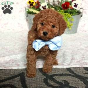 Jiffy, Bich-Poo Puppy