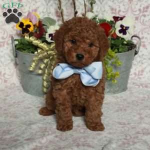 Jiffy, Bich-Poo Puppy