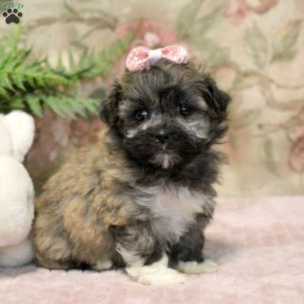 Jocelyn, Teddy Bear Puppy