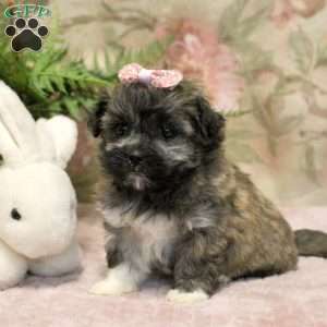Jocelyn, Teddy Bear Puppy