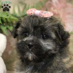 Jocelyn, Teddy Bear Puppy