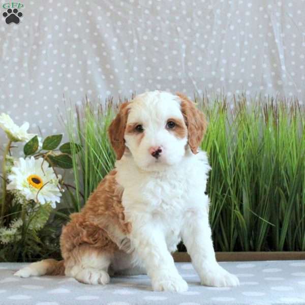 Jocie, Mini Bernedoodle Puppy