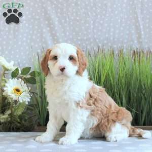 Jocie, Mini Bernedoodle Puppy