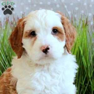 Jocie, Mini Bernedoodle Puppy