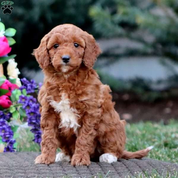 Jodi – F1B, Goldendoodle Puppy