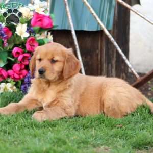 Jodi, Golden Retriever Puppy