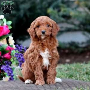 Jodi – F1B, Goldendoodle Puppy