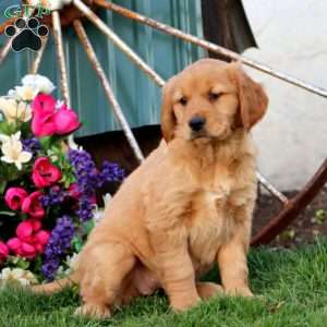 Jodi, Golden Retriever Puppy