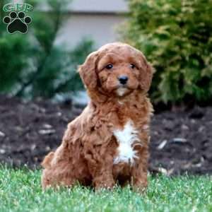 Jodi – F1B, Goldendoodle Puppy