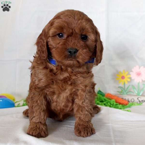 Joe, Cavapoo Puppy