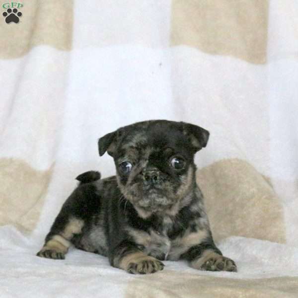 Joelle, Pug Puppy