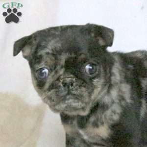 Joelle, Pug Puppy