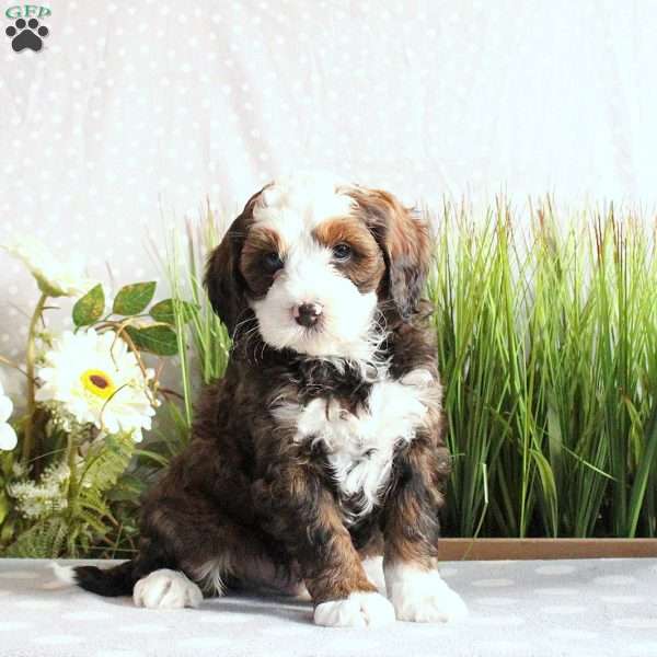Joey, Mini Bernedoodle Puppy