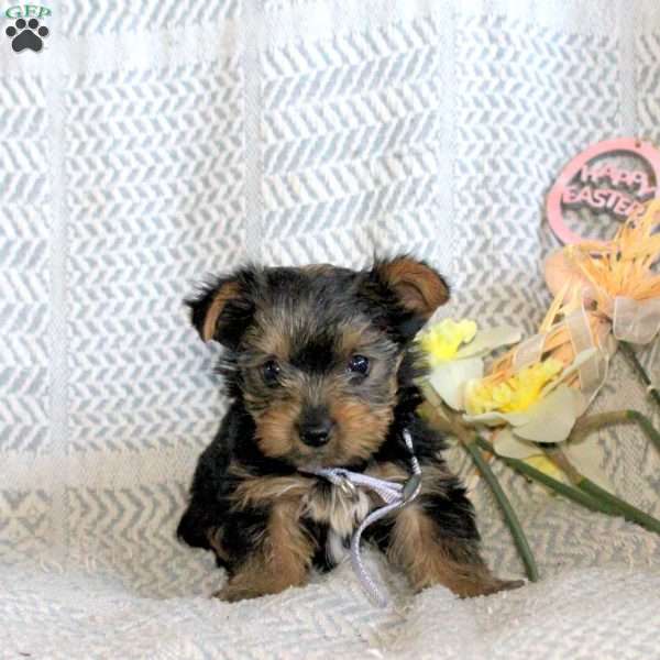 Joey, Yorkie Puppy
