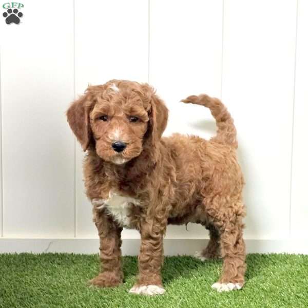 Joey, Mini Goldendoodle Puppy