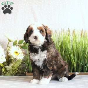Joey, Mini Bernedoodle Puppy
