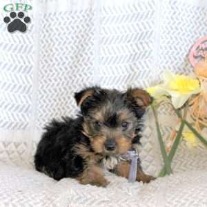 Joey, Yorkie Puppy