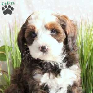 Joey, Mini Bernedoodle Puppy
