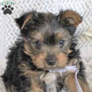 Joey, Yorkie Puppy