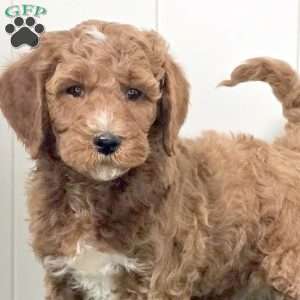 Joey, Mini Goldendoodle Puppy
