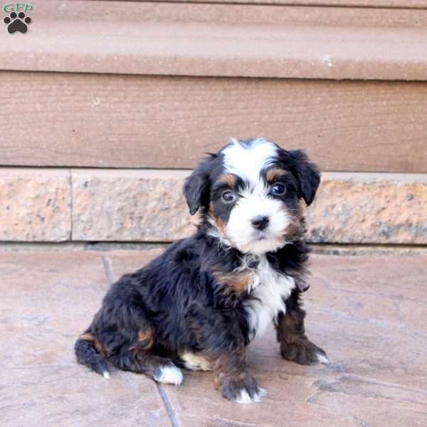 Jonah, Mini Bernedoodle Puppy